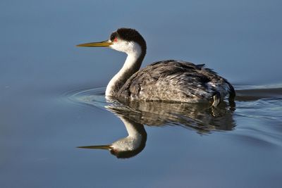 1 WESTERN GREBE REFLECTION