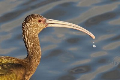 2 IBIS DROPLET