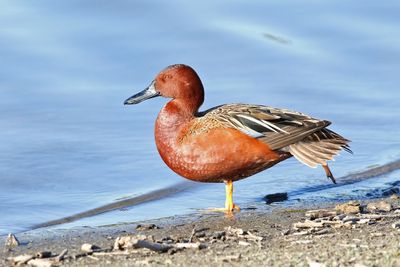 3 Cinnamon Teal 