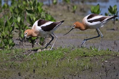 4 AVOCETS WITH EGGS 