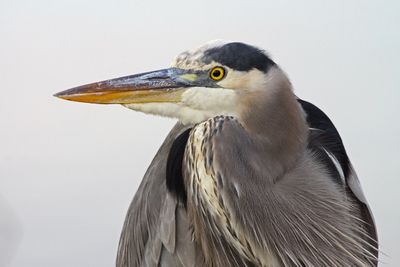 5 GREAT BLUE HERON 