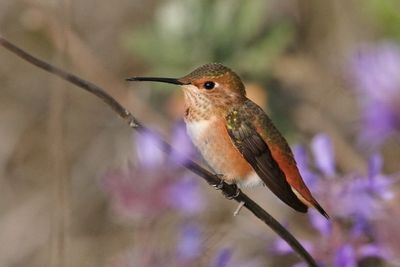 6 ALLENS HUMMINGBIRD 