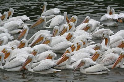 10 White Pelicans 