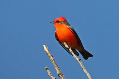 11 VERMILLION FLYCATCHER 