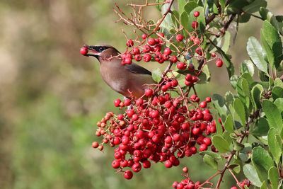 12 Cedar Waxwing Eat Toyon Berry 