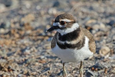 7 KILLDEER 