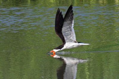 8 BLACK SKIMMER 