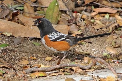 9 Spotted Towhee Eat Seed I