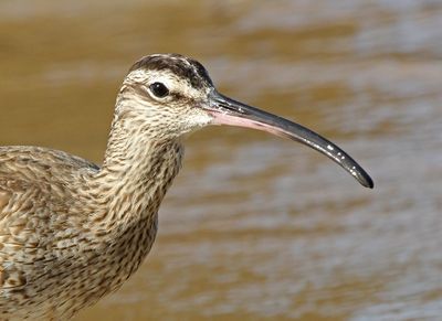 1 WHIMBREL 