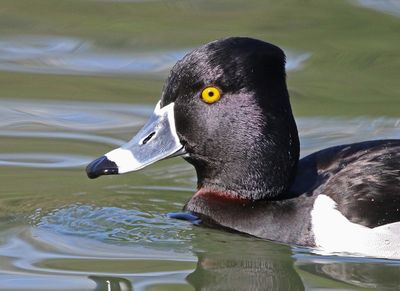 2 Ring-necked Duck  