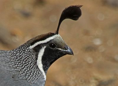 4 CALIFORNIA QUAIL 