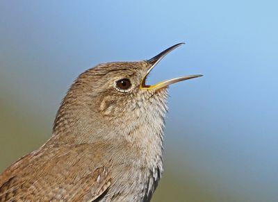 5 HOUSE WREN  