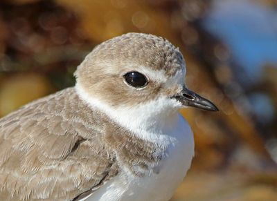 10 SNOWY PLOVER  