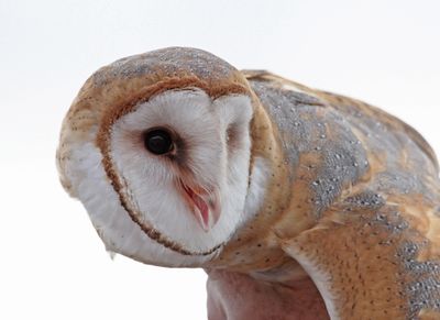 11 BARN OWL 