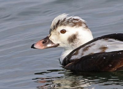 12 LONG-TAILED DUCK 