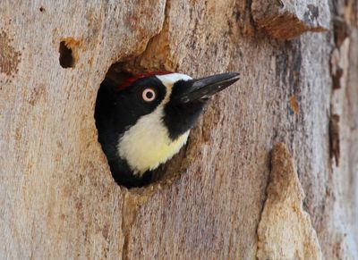 6 ACORN WOODPECKER  