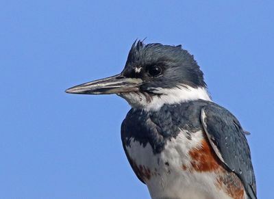 7 Belted Kingfisher  