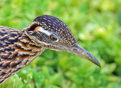 8 ROADRUNNER 