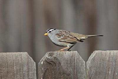 01 WHITE-CROWNED SPARROW IMG_2975 p.jpg