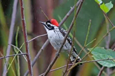 02 NUTTALL'S WOODPECKER RAIN IMG_2003 p.jpg