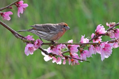03 House Finch eat flower bud  p.jpg