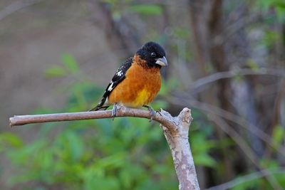 04 BLACK-HEADED GROSBEAK IMG_3277 p.jpg