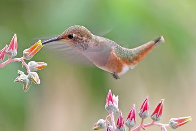 06 Allen's Hummingbird At Dudleya IMG_2388 p.jpg