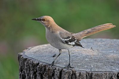 07 MOCKINGBIRD IMG_6409 pp.jpg
