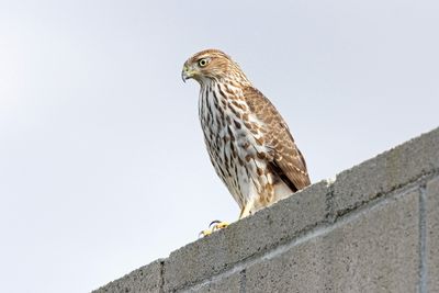 08 COOPER'S HAWK IMG_7536 p.jpg