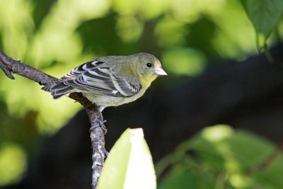 09 Lesser Goldfinch IMG_4900 p.jpg