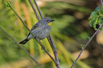 10 YELLOW-RUMPED WARBLER  IMG_9330 p.jpg