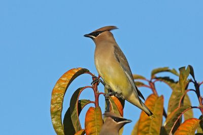 11 CEDAR WAXWING IMG_7976 pp.jpg