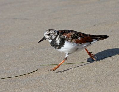 4 RUDDY TURNSTONE RUNNING