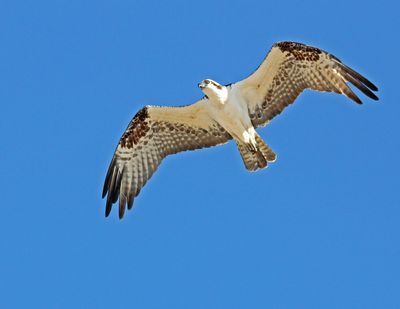 10 OSPREY HUNTING 