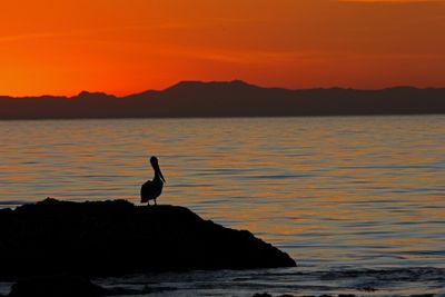 12 SUNSET PELICAN 