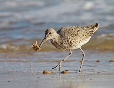 6 WILLET CATCH CRAB 