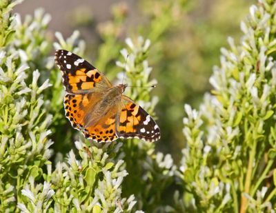 7 PAINTED LADY  