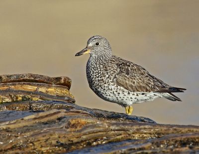 8 SURFBIRD  