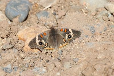 02 COMMON BUCKEYE 