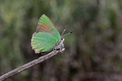 03 BRAMBLES HAIRSTREAK 