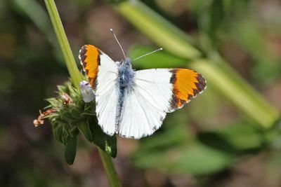 04 Sara Orangetip 