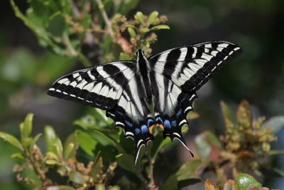 05 PALE SWALLOWTAIL