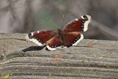1 MOURNING CLOAK