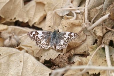 06 NORTHERN WHITE SKIPPER