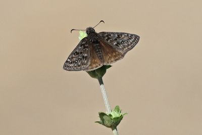 07 PROPERTIUS DUSKYWING 