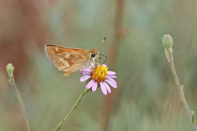 08 WOODLAND SKIPPER 