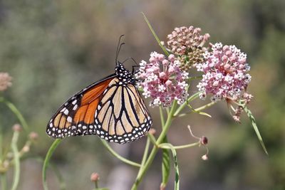 09 MONARCH ON NARROW-LEAF MILKWEED