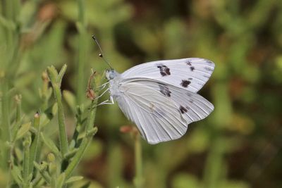 10 CHECKERED WHITE 
