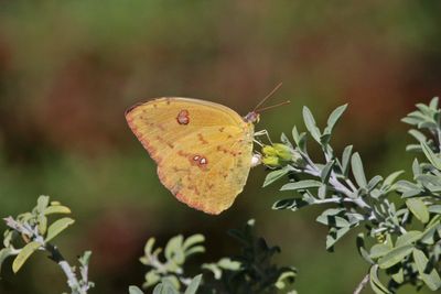 11 CLOUDLESS SULFUR LAY EGGS 