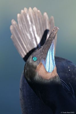 2 BRANDT'S CORMORANT DISPLAY IMG_8263r.jpg